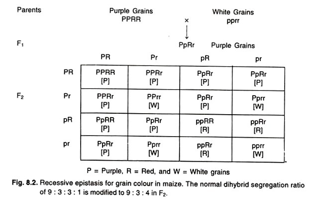 Recessive epistasis for grain colour in maize