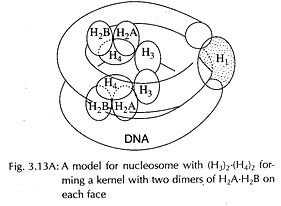 Model for nucleosome 