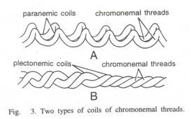 Chromosome Number in Some Familiar Animals