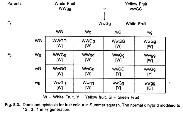Dominant Epistasis for fruit colour in summer squash