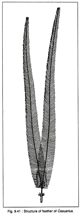 Structure of Feathers of Casuarius