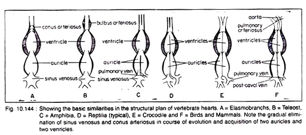 Structural Plan of Vertebrate Hearts