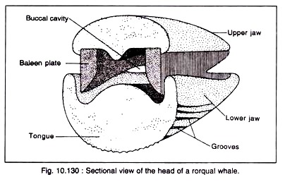 Sectional View of the Head of a Rorqual Whale