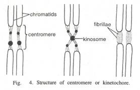Chromosome Number in Some Familiar Animals