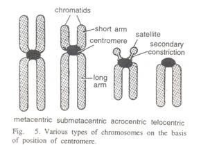 Chromosome and Chromatid