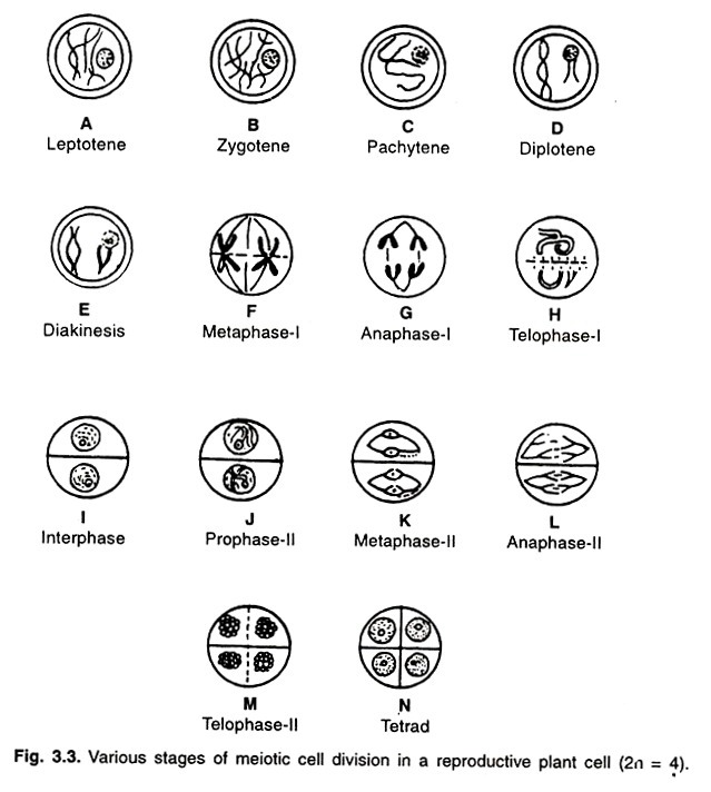 Various stages of meiotic cell division in a reproductive plant cell