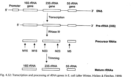 Transcription and Processing of rRNA Genes in E.Coli
