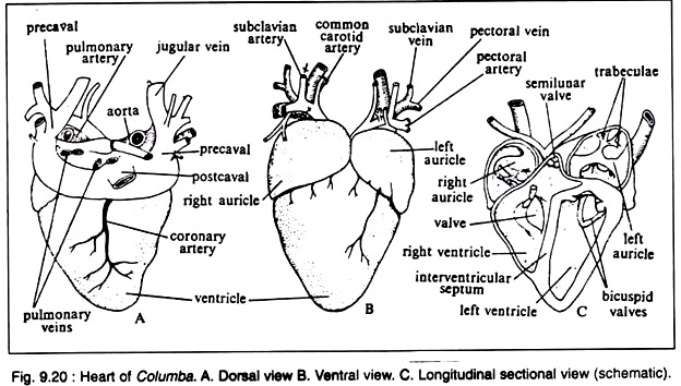 Heart of Columba