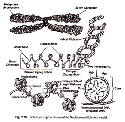 Nucleosome Solenoid Model