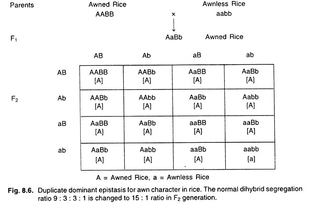 Duplicate dominant epistasis for awe character in rice