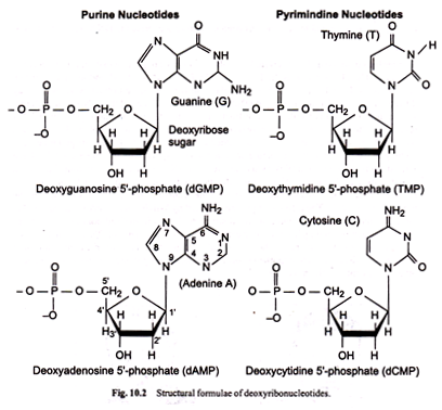 Structural Formulae of Deoxyribonucleotides