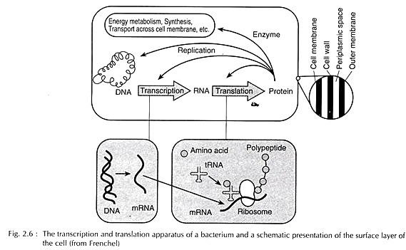 Transcription and translation apparatus of a bacterium 