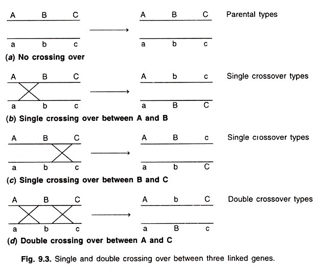 Single and double crossing over between three linkage genes