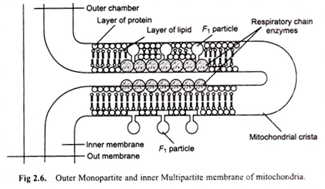 Outer Monopartite and Inne Multipartite Membrane of Mitochondria