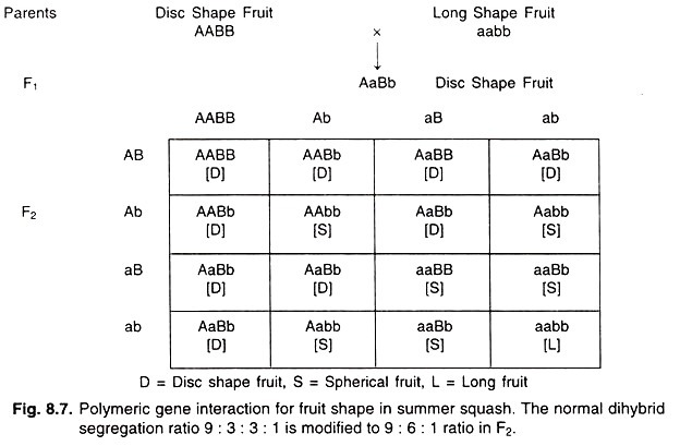 Polymeric gene interaction for fruit shape in summer squash