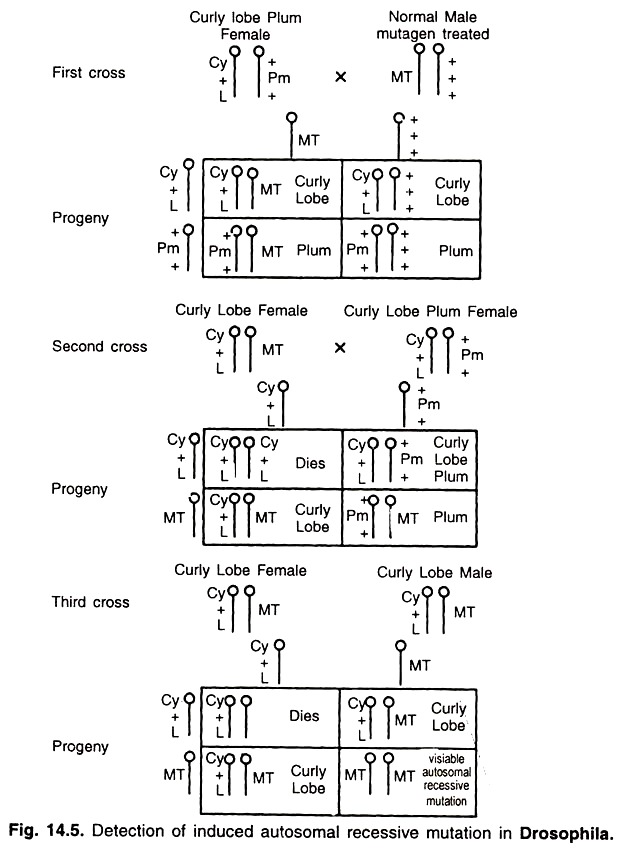 Detection of Induced Autosomal Recessive Mutation