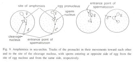 Hypothetical Proangiosperms