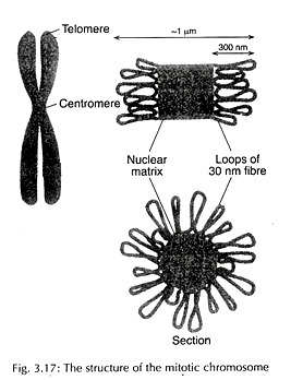 Structure of mitotic chromosome