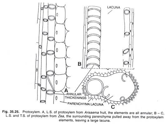 Origin of Mitochondria from Plasma Membrane