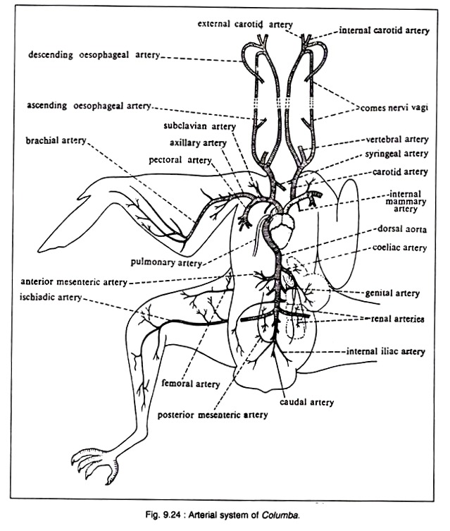 Arterial System of Columba