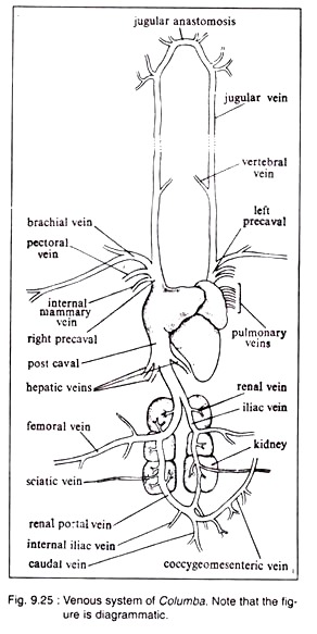 Venous System of Columba