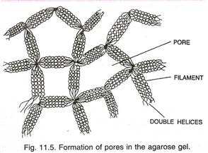 Polytene Chromosome of Drosophila