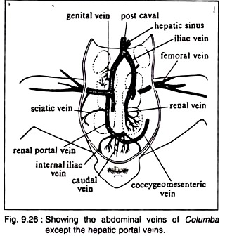 Abdominal Veins of Columba