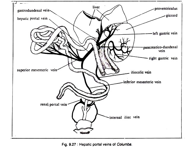 Hepatic Portal Veins of Columba