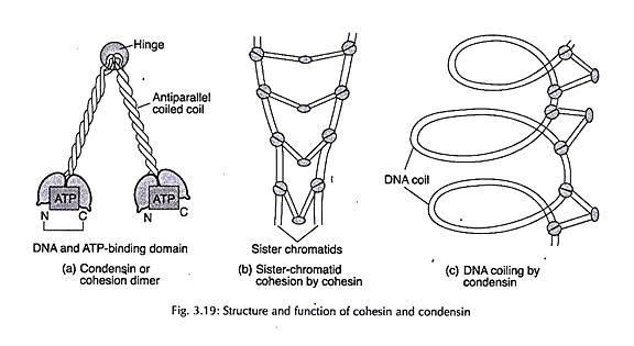 Structure and function of cohesion and condensin
