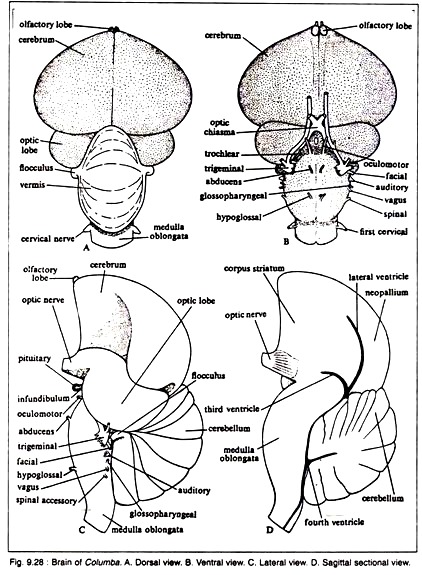 Brain of Columba