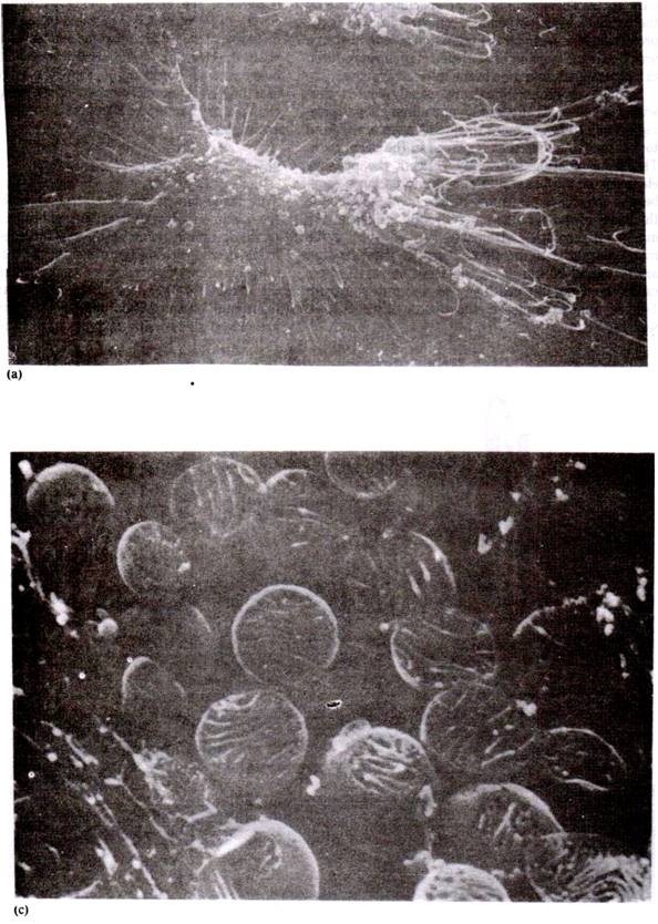 Phylogenetic Imaginary Tree Shown by Dahlgren