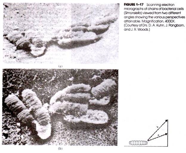 Class Annonopsida (Angiosperms)