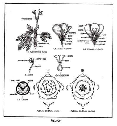 An Overview of Angiosperm Phylogeny Group System