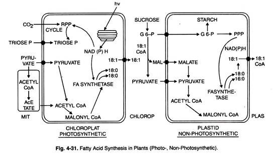 Fatty Acid Synthesis in Plants