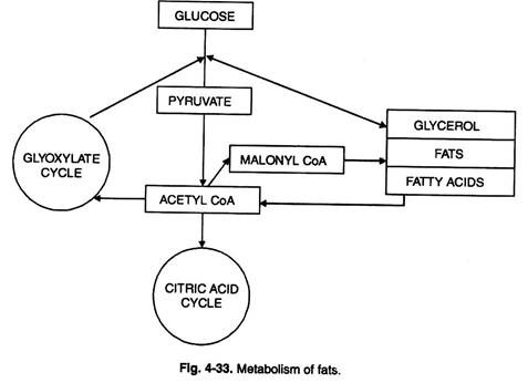 Metabolism of Fats