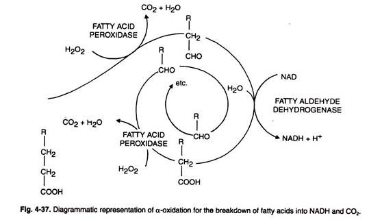 α-Oxidation for the Breakdown of Fatty Acids into NADH and CO2