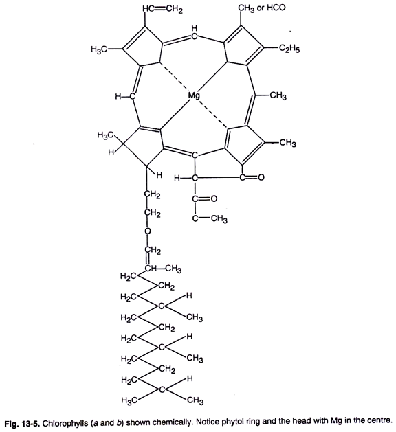 Chlorophylls