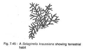Selaginella Kraussiana
