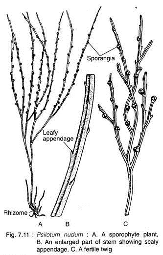 Psilotum Nudum