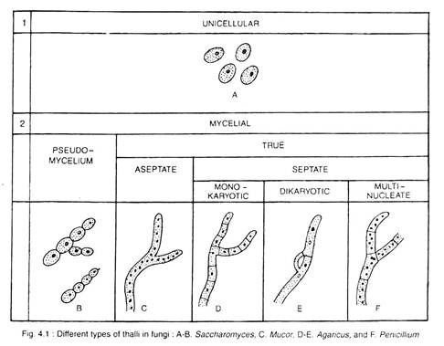 Different Types of Thali in Fungi