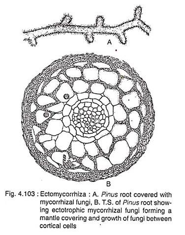 Pinus Root and T.S. of Pinus Root