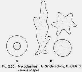 Mycoplasmas