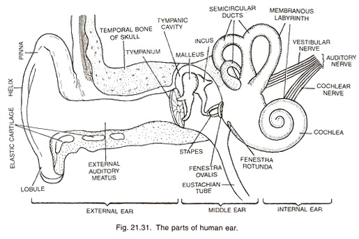 Parts of Human Ear