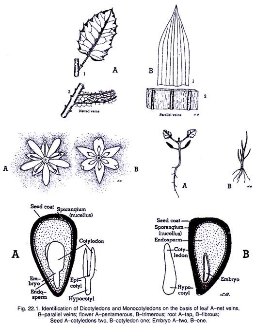 Identification of Dicotyledons and Monocotyledons