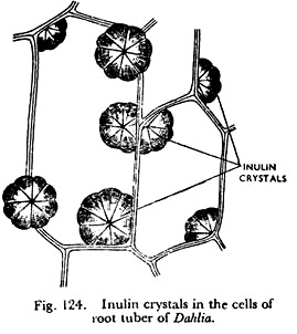 Inulin Crystals