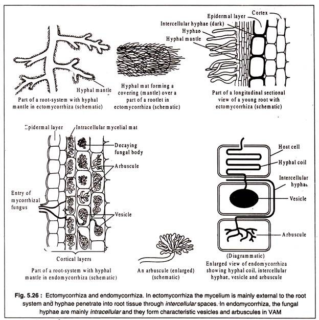 Ectomycorrhiza and Endomycorrhiza