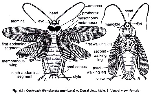 Cockroach