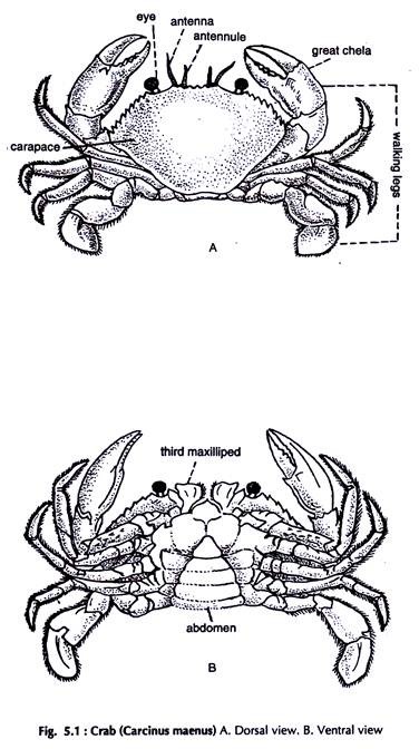 Crab