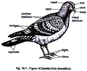 Pigeon