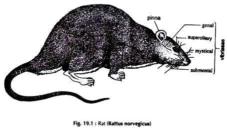 Rat